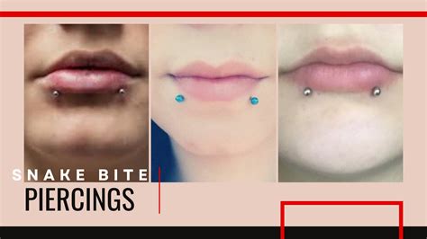 lip piercing snake bites|Snake Bite Piercings: A Complete Guide